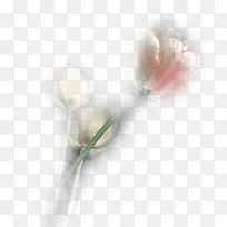 白色模糊玫瑰花-空若网 白色模糊玫瑰花-空若网