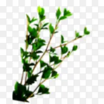 模糊的绿树-空若网 模糊的绿树-空若网