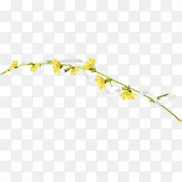 ��ɫ��֦˿��-������