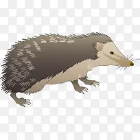 野生动物矢量图-空若网 野生动物矢量图-空若网