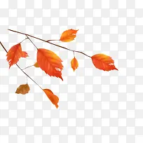 手绘枯叶-空若网 手绘枯叶-空若网