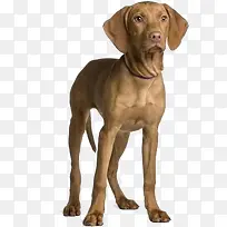 卡通 狗狗-空若网 卡通 狗狗-空若网