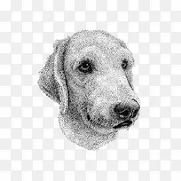 手绘狗-空若网 手绘狗-空若网
