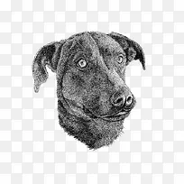 手绘狗-空若网 手绘狗-空若网