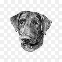 手绘狗-空若网 手绘狗-空若网