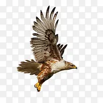 飞翔的鹰-空若网 飞翔的鹰-空若网