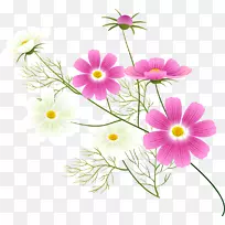 插花艺术-宇宙花-空若网 插花艺术-宇宙花-空若网