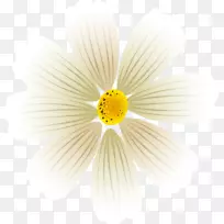 雏菊科开花植物花瓣桌面壁纸-宇宙花-空若网 雏菊科开花植物花瓣桌面壁纸-宇宙花-空若网