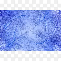 蓝色树枝天空壁纸-空若网 蓝色树枝天空壁纸-空若网