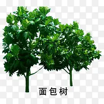 面包树-空若网 面包树-空若网