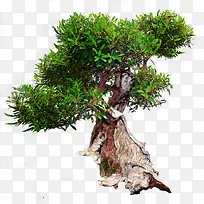 古树植物绿色-空若网 古树植物绿色-空若网