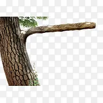 树木-空若网 树木-空若网