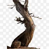 木头枯树树枝高清-空若网 木头枯树树枝高清-空若网