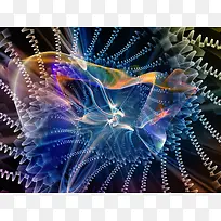 ��ɫ�Ź�Ƽ�����-������