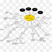 二甲双胍翻译后肿瘤蛋白通路-空若网 二甲双胍翻译后肿瘤蛋白通路-空若网