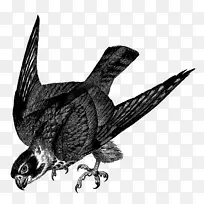 鸟类画鹰夹艺术-信天翁-空若网 鸟类画鹰夹艺术-信天翁-空若网