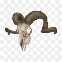 大角羊,动物头骨,大角羊,白羊座-空若网 大角羊,动物头骨,大角羊,白羊座-空若网