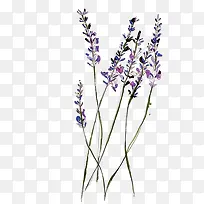 水彩薰衣草-空若网 水彩薰衣草-空若网