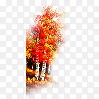 红叶树-空若网 红叶树-空若网