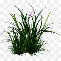 观赏草,电脑图标,剪贴画.竹子-空若网 观赏草,电脑图标,剪贴画.竹子-空若网