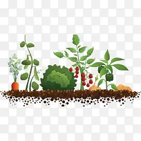 矢量蔬菜庄稼-空若网 矢量蔬菜庄稼-空若网