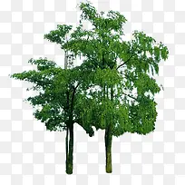 黑板树-空若网 黑板树-空若网