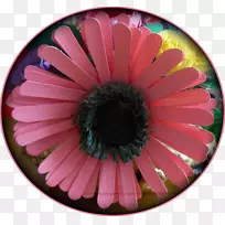 川菊科开花植物花瓣-非洲菊-空若网 川菊科开花植物花瓣-非洲菊-空若网