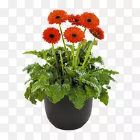 切花:十字花科菊花-非洲菊-空若网 切花:十字花科菊花-非洲菊-空若网