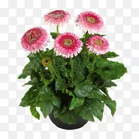 雏菊科切花非洲菊-空若网 雏菊科切花非洲菊-空若网