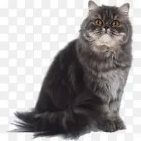 黑色猫咪动物宝石眼睛-空若网 黑色猫咪动物宝石眼睛-空若网