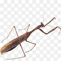 棕色螳螂-空若网 棕色螳螂-空若网