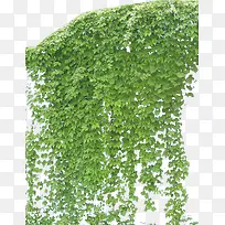 爬山虎-空若网 爬山虎-空若网