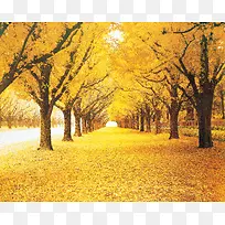 ������ľ����-������