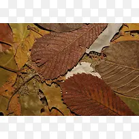 落叶背景图案-空若网 落叶背景图案-空若网