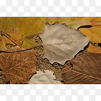 秋天落叶背景-空若网 秋天落叶背景-空若网