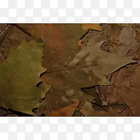落叶纹理背景-空若网 落叶纹理背景-空若网