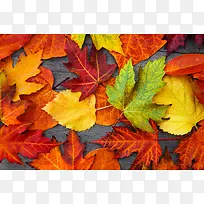 枯叶背景-空若网 枯叶背景-空若网
