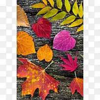 落叶背景-空若网 落叶背景-空若网