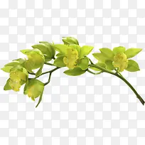 绿色春季出游树枝-空若网 绿色春季出游树枝-空若网