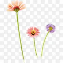 橙色小花国庆出游-空若网 橙色小花国庆出游-空若网