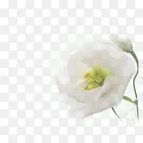 ��ɫ��-������