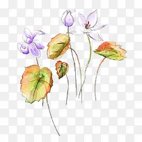 Ë®²ÊÏÊ»¨-¿ÕÈôÍø Ë®²ÊÏÊ»¨-¿ÕÈôÍø