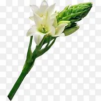 白色百合-空若网 白色百合-空若网