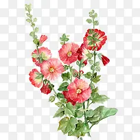 手绘鲜花-空若网 手绘鲜花-空若网