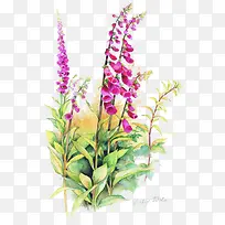 手绘鲜花-空若网 手绘鲜花-空若网