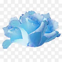 蓝色花朵装饰素材-空若网 蓝色花朵装饰素材-空若网