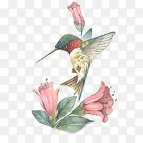 手绘鸟-空若网 手绘鸟-空若网