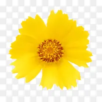 鲜花花卉鲜花矢量素材-空若网 鲜花花卉鲜花矢量素材-空若网