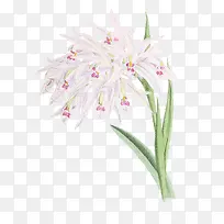 水彩植物-空若网 水彩植物-空若网