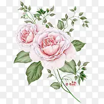 鲜花和叶子-空若网 鲜花和叶子-空若网